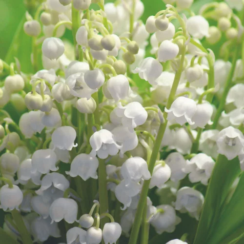 Jardin actuel:Muguet nantais - 10 brins