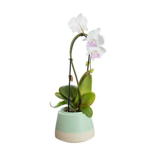 Sélection au jardin:Phalaenopsis cascade avec un cache-pot en céramique coloris multicolore - Ø 9 cm