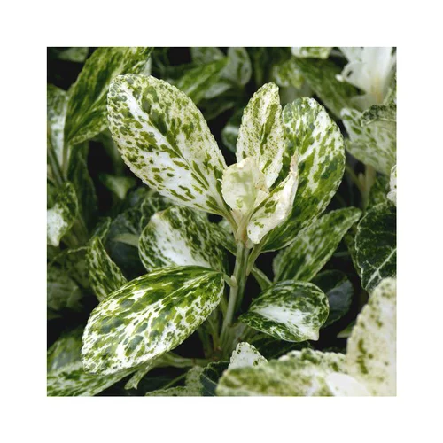 Pour organiser vos extérieurs：Fusain Euonymus Fortunei Harlequin en pot