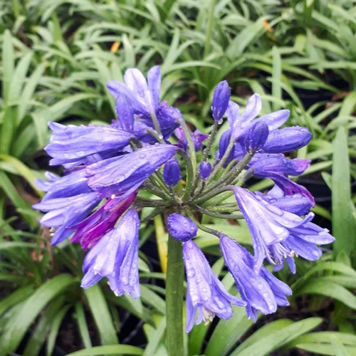 Pratique au jardin:Agapanthus X Ever Sapphire Andbin en pot de 8 L bleu