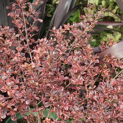 Pour tous vos projets extérieurs:Coprosma Mesclun Rainbow Surprise. Le pot de 4 litres