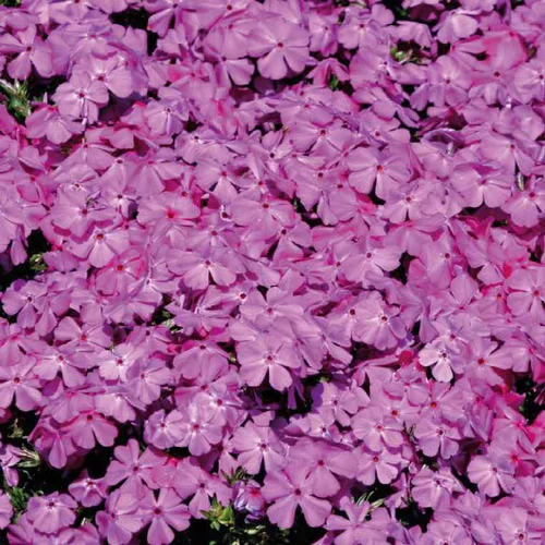 Jardin équipement:Phlox en coussin rouge. Le pot de 9 x 9 cm