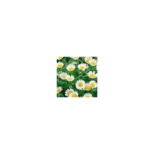 Jardin à aménager:Chrysanthemum Paludosum - Le pot de 2,5 litres