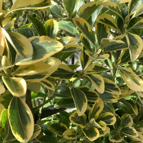 Pour valoriser votre jardin:Fusain du Japon Elégant Aureus. Le pot de 35 litres, 125/150 cm