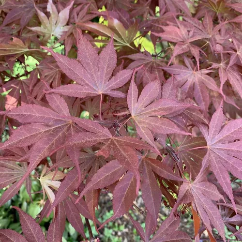 Solution extérieur:Érable du Japon Atropurpureum rouge. Le pot de 3 litres