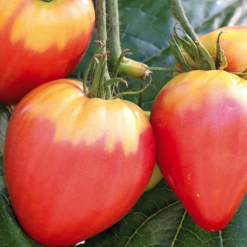 Jardin & loisirs：Tomate Allongée Coeur De Boeuf "Cuor Di Bue" bio. Le pot de 9 x 9 cm
