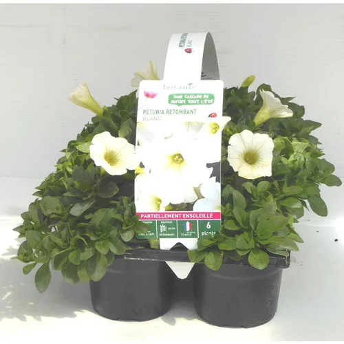 Équipement extérieur:Pétunia retombant blanc - Le pack de 6 plants