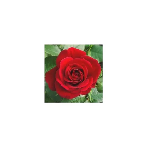 Accessoire jardin：Rosier miniature - Le pot de 10 litres