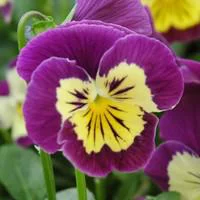 Un atout pour vos extérieurs:Viola Cornuta - La jardinière de 50 cm