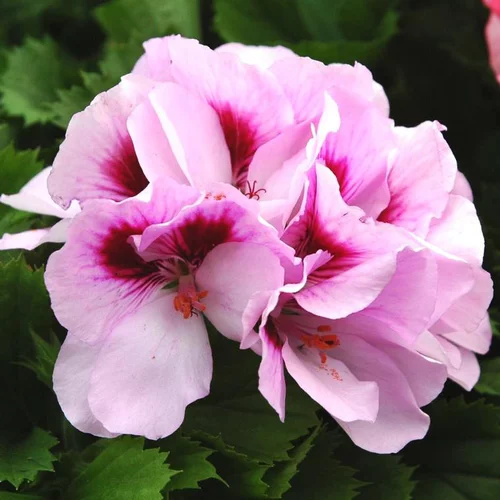 Jardin et maison：Géranium pensée à grandes fleurs - Le pot de 10 litres