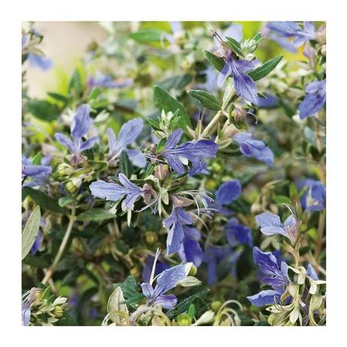 À adopter au jardin:Germandrée Arbustive - pot 10 L