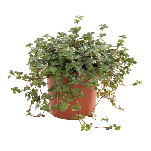Espace vert sélection：Pilea glauca greyzy. Le pot Ø 12 cm