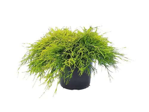 À adopter pour l’extérieur：Faux cyprès de Sawara sungold, le pot de 2 Litres