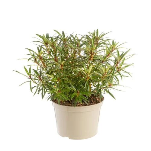 Maison et jardin:Rhododendron tortoiseshell orange en pot de 7,5 L