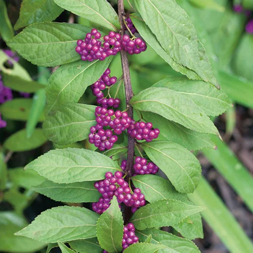 Pour la maison et l’extérieur：Callicarpe de Bodinier (Arbuste aux bonbons) Issai violet. Le pot de 3 litres