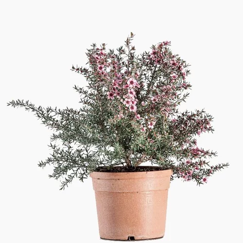 Espace vert facile:Leptospermum Scoparium (Myrte de Nouvelle Zélande) en pot de 3 litres rose