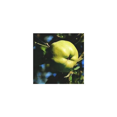 Jardin plaisir:Pommier Calville Blanc. Le pot de 15 litres forme 1/2 tige