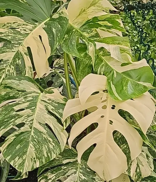 Sélection pour vos extérieurs：Philodendron Monstera panache avec tuteur mousse. Le pot de Ø 20 x H 80 cm