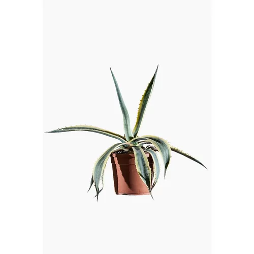 Sélection extérieur:Agave Americana Marginata en pot de 3 L jaune