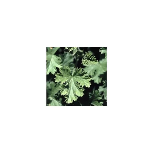 L’essentiel pour le jardin:Géranium à feuillage odorant - La jardinière de 40 cm