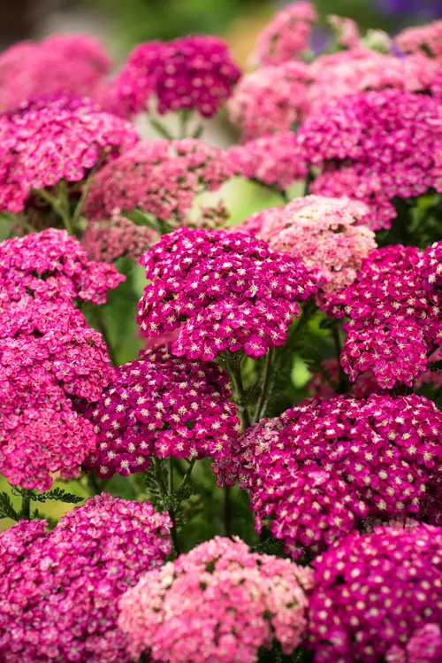 Idée jardin：Achillée ‘Saucy Seduction’ - Le pot de 2 litres