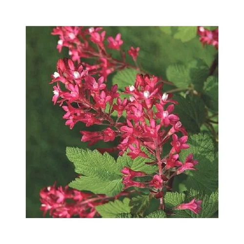 Une touche jardin：Groseillier à fleurs en pot de 7.5 litres (doublon)