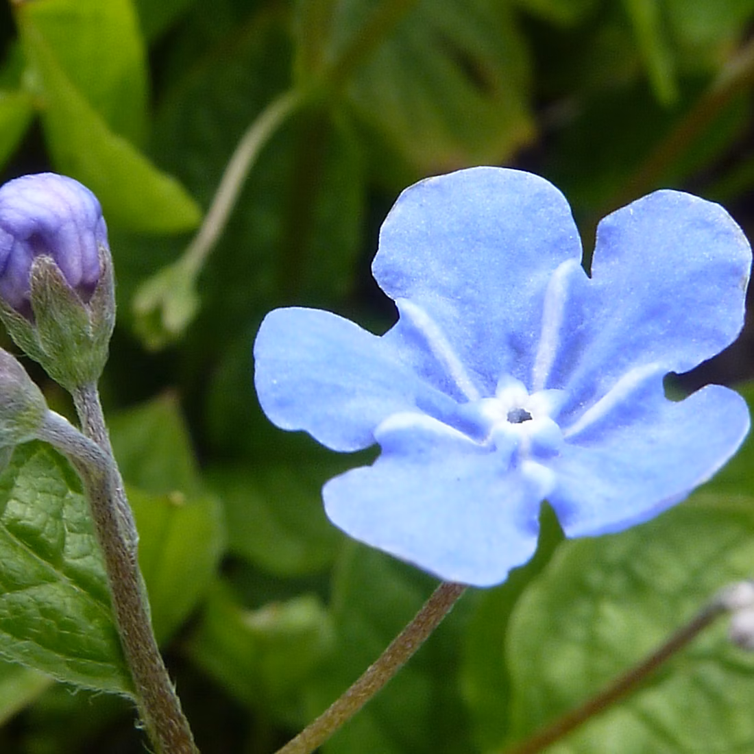 6 x Petite bourrache – Omphalodes verna, godet 9cm x 9cm