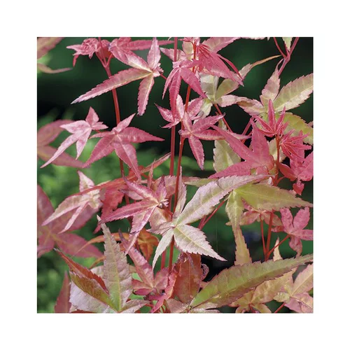 Jardin & confort:Erable du Japon (ACER PALMATUM DESHOJO ) Le pot de 50 litres