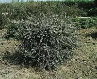 Parfait au jardin:Olearia Virgata 80/100 cm en pot de 4 L