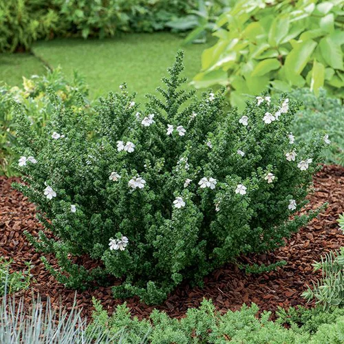 Pour vos projets jardin：Menthe Australienne - Le pot de 3 litres