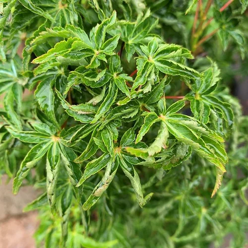 Pour mieux profiter de l’extérieur:Acer Palmatum Shishigashira - Le pot de 30 litres