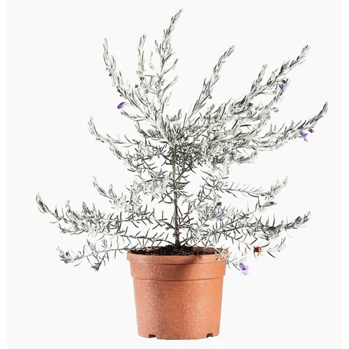 Solution simple：Eremophila Nivea en pot de 3 L blanc