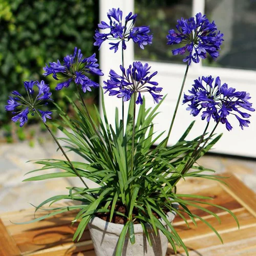 Facile à intégrer à l’extérieur:Agapanthe Brilliant Blue bleue en pot de 4 L
