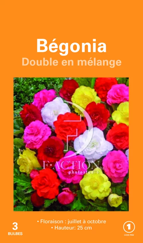 Pour profiter pleinement de l’extérieur:Bulbes de fleurs Bégonia double en mélange botanic® – 3 bulbes