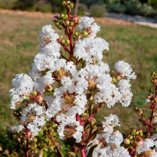 Choix au jardin：Lagerstroemia Indica White Love Virgin. Le pot de 4 litres