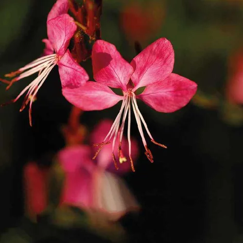 Choix pour le jardin：Gaura rouge - Le pot de 9 x 9 cm