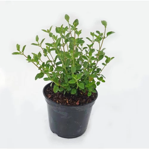 Jardin accessoire:Sauge Salvia x Jamensis Pink Lips - Le pot de 3 litres