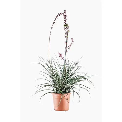 Confort jardin：Hesperaloe Parvifolia (Yucca rouge) en pot de 15 L vert