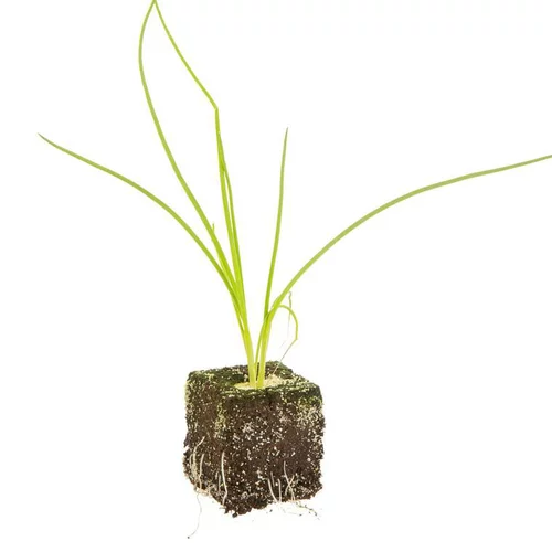 Une solution adaptée au jardin：Oignon Rouge Red Baron Bio. La motte de 4x4 cm