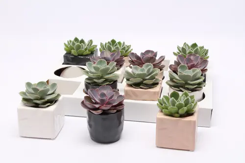 Espace vert facile：Echeveria avec cache-pot. Le pot en céramique de Ø 6 x H 10 cm