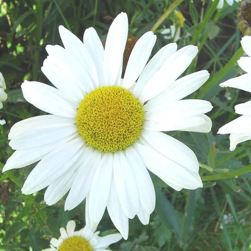 Jardin bien-être:Leucanthemum Superbum Daisy May - Le pot de 4 litres