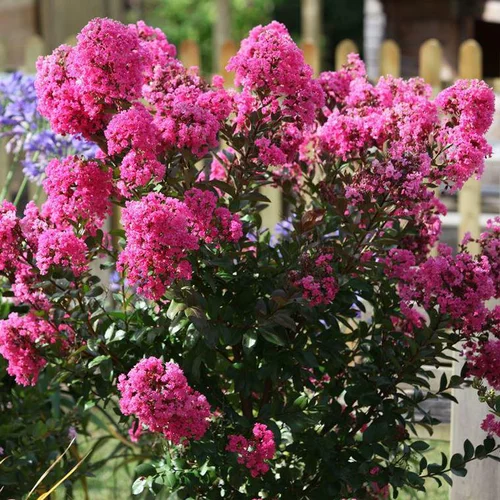 Choix pratique：Lagerstroemia Indica With Love Girl rose. Le pot de 4 litres