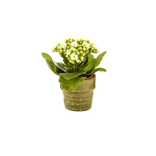 L’allié de vos extérieurs：Kalanchoé Rosalina avec cache-pot Ø 6 cm
