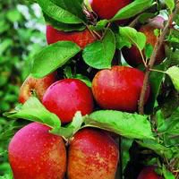 Bien utile au jardin：Pommier Royal Gala. Le pot de 15 litres forme 1/2 tige