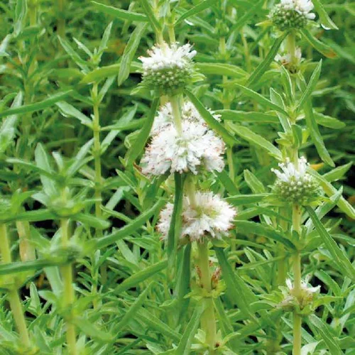 Une touche pratique au jardin:Menthe des cerfs blanche godet 9x9 cm
