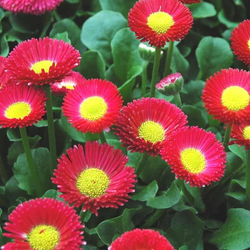 Jardin à vivre:Pâquerette multicolore. La barquette de 6 plants