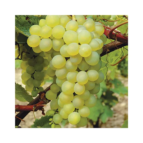 Jardin bien-être:Vigne 'Seyval' Bio. Le pot de 5 litres