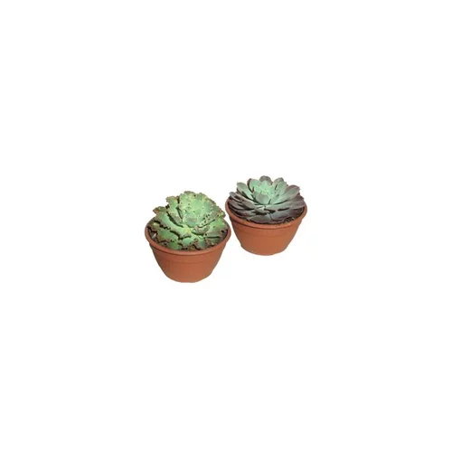 Un plus pour vos extérieurs:Plantes grasses variées - La coupe de 18 cm