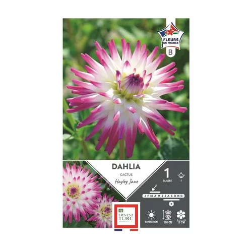 Idée jardin:Dahlia cactus Hayley blanc pointe rose Ernest Turc - 1 bulbe