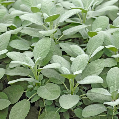 Pour vos projets jardin:Sauge Officinale Bio. Le pot de 2,5 litres